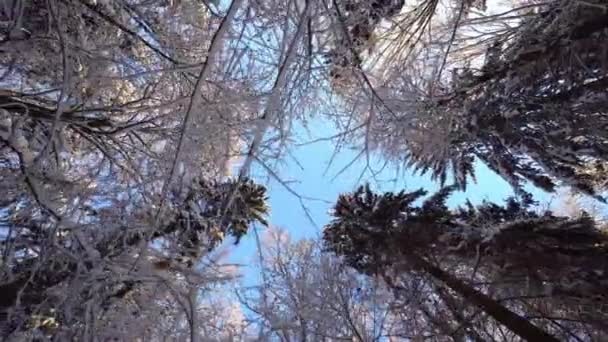 Raise Your Head Blue Sky Look Crowns Trees Forest Covered — Stock Video