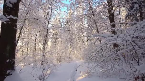 Прекрасная Зимняя Сцена Лесу Голубые Тени Сосен Движении Заснеженной Зимней — стоковое видео