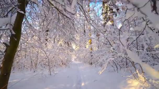 Charmante Winterse Scene Het Bos Prachtige Blauwe Schaduwen Van Dennenbomen — Stockvideo