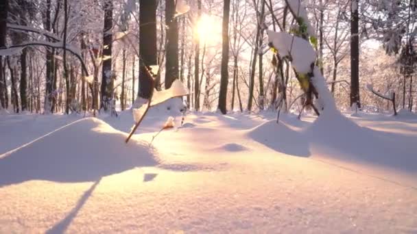 Charmante Winterse Scene Het Bos Prachtige Blauwe Schaduwen Van Dennenbomen — Stockvideo