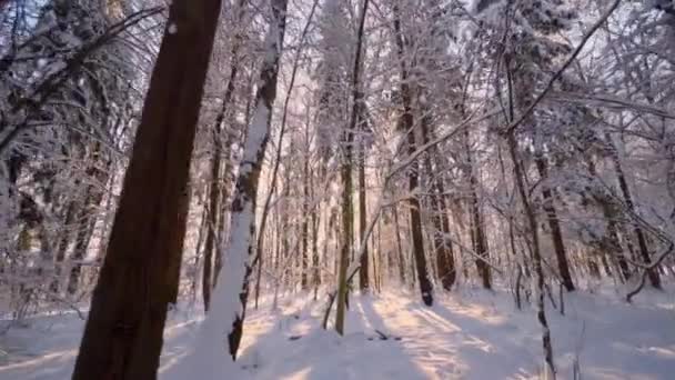 森林里迷人的冬日景象 冬天的雪地上 松树上飘扬着美丽的蓝色影子 太阳在树林里夕阳西下 阳光穿过树木 森林景观 — 图库视频影像