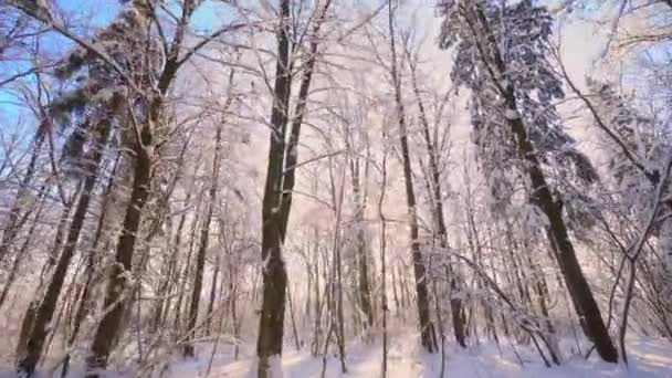 Incantevole Scena Invernale Nel Bosco Belle Ombre Blu Pini Movimento — Video Stock
