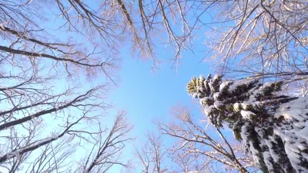 把头抬起蓝天 望着被雪覆盖的森林里的树冠 阳光明媚的日子里 在森林里大雪之后 枝条长满了雪的树 把相机来回移动 — 图库视频影像