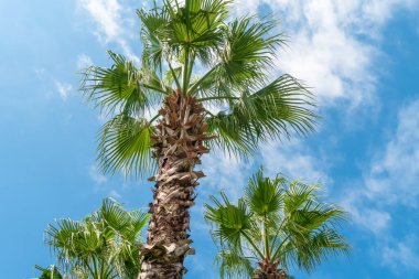 Güneşli bir günde bulutlu mavi gökyüzüne karşı üç güzel pofuduk yeşil palmiye ağacı. Palmiye ağaçları ile güzel, parlak, renkli arka plan