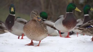 Flock of ducks walking in snow in park on winter day, outdoors. Group of freshwater birds