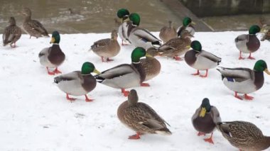 Flock of ducks walking in snow in park on winter day, outdoors. Group of freshwater birds