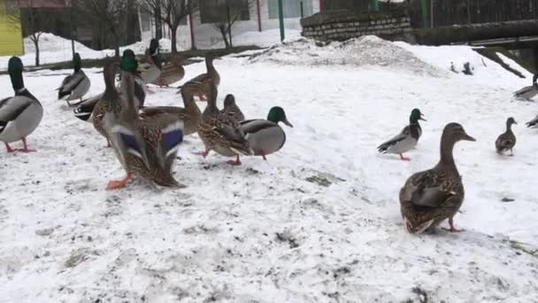 Flock Ducks Walks Snow Park Winter Day Open Air Group — Stockvideo