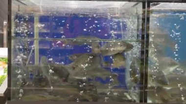 Live fish trout and carp swim in aquarium in supermarket or restaurant. Public catering breeding of fish trade. Live fish in big shop. Aquarium for buyers.