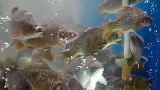 Żywe Pstrągi Rybne Karpie Pływają Akwarium Supermarkecie Lub Restauracji Hodowla — Wideo stockowe