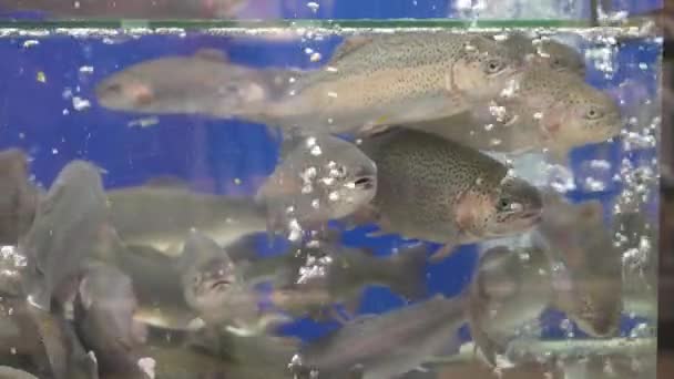 Live Fish Trout Carp Swim Aquarium Supermarket Restaurant Public Catering — Stock Video