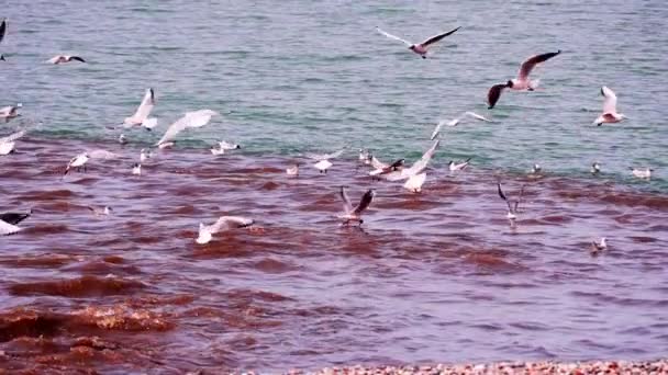 污水排放入海工业废水和工厂废水被排入海洋 受到污水排放的污染 海水中的水污染被红色化学物质污染了 海鸥飞 — 图库视频影像