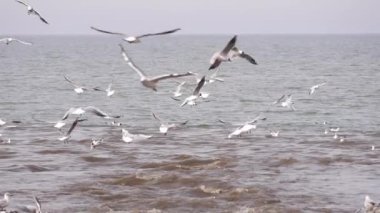 Dalgaların üzerinde martı sürüsü. Okyanus fırtınası. Güneşli bir günde, dalgalı deniz yüzeyinde su sıçratarak balık yakalayan martı sürüsü.