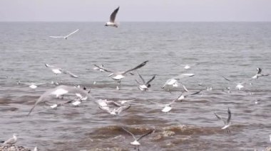 Dalgaların üzerinde martı sürüsü. Okyanus fırtınası. Güneşli bir günde, dalgalı deniz yüzeyinde su sıçratarak balık yakalayan martı sürüsü.