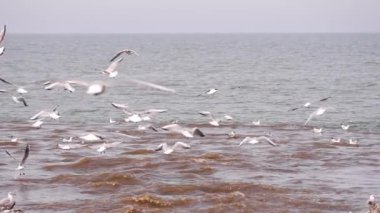 Dalgaların üzerinde martı sürüsü. Okyanus fırtınası. Güneşli bir günde, dalgalı deniz yüzeyinde su sıçratarak balık yakalayan martı sürüsü.
