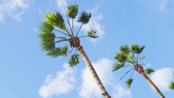 Palmera Tropical Balancea Viento Contra Cielo Azul Las Nubes Blancas — Vídeos de Stock