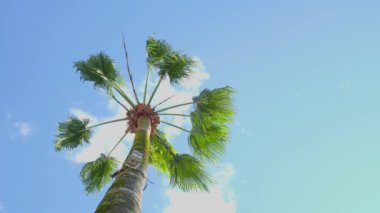 Tropik palmiye ağaçları mavi gökyüzüne ve beyaz bulutlara karşı rüzgarda sallanıyor. Yaz tatili ve doğa yolculuğu macera konsepti. Rahatlama ve dinlenme sembolü. Boşluğu kopyala