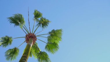 Tropik palmiye ağaçları mavi gökyüzüne ve beyaz bulutlara karşı rüzgarda sallanıyor. Yaz tatili ve doğa yolculuğu macera konsepti. Rahatlama ve dinlenme sembolü. Boşluğu kopyala