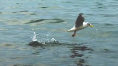 Martı, güneşli bir günde dalgalı deniz yüzeyinde su damlacıklarıyla balık avlar. Suyun içine doğru hızla uçuyor, balığı yakalıyor ve uçup gidiyor. Özürlü hareket.