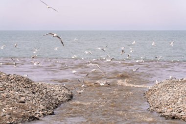 Martılar açık kahverengi bir nehrin üzerinden uçar denize akar ve balık yakalar..