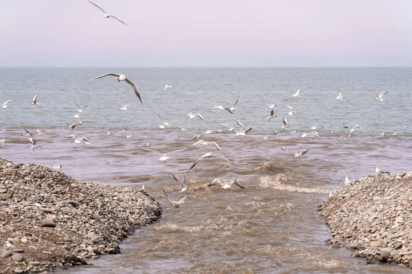 Mewy Latają Nad Jasnobrązową Rzeką Wpływającą Morza Łowią Ryby — Zdjęcie stockowe