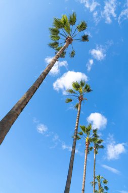 Arka planda, bulutlu, alttaki manzaralı, güneşli mavi gökyüzünün arkasında bir sürü güzel palmiye ağacı var. Dikey fotoğraf