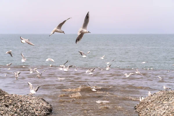 Чайки Летают Над Светло Коричневой Рекой Впадающей Море Ловящей Рыбу — стоковое фото