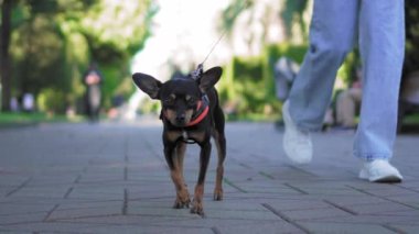 Güneşli bir günde şehir parkında kaldırımda koşuşturan küçük bir teriyer köpeğinin yakın çekimi. Sokakta yürüyen bir köpek. Yanında kot ve spor ayakkabılı tanınmayan bir kadın yürüyor. .