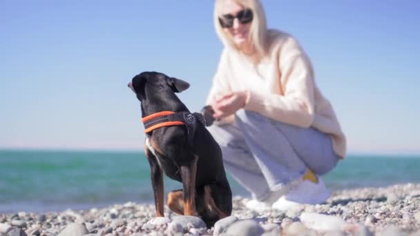 Молода Жінка Сидить Пляжі Своїм Маленьким Собакою Іграшковий Тер Концепція — стокове відео