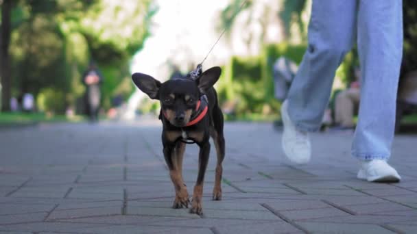 Close Pequeno Cão Terrier Brinquedo Correndo Trela Calçada Parque Cidade — Vídeo de Stock