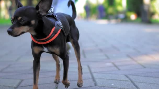 Oyuncak Terrier Cinsinin Küçük Köpeği Şehir Parkında Tasmalı Bir Şekilde — Stok video