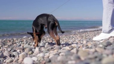 Küçük oyuncak teriyer köpeği, deniz manzarasına karşı dizginlenmiş, kot pantolonlu bir kadının yanında. Yürümenin ve kumsalın kokusunun, ılık güneşin ve hafif deniz esintisinin keyfi. Deniz kenarında iyi yürüyüşler..