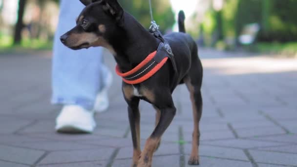 Pequeño Perro Raza Toy Terrier Corriendo Acera Parque Ciudad Con — Vídeos de Stock