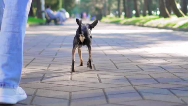 Mały Pies Rasy Toy Terrier Biegający Chodniku Parku Miejskim Smyczy — Wideo stockowe