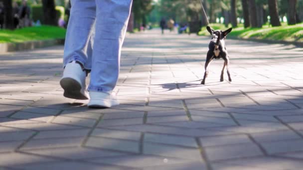 Petit Chien Race Toy Terrier Courir Sur Trottoir Dans Parc — Video
