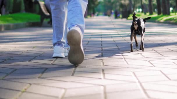 Närbild Små Leksak Terrier Hund Körs Koppel Trottoaren Stadsparken Solig — Stockvideo