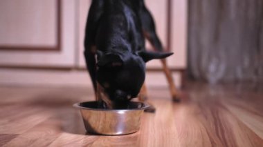 Evdeki ya da odadaki taze çıtır yiyeceklerle metal kaseden yemek yiyen çok tatlı melez bir teriyer köpeğinin yakın çekimi. Hayvansal beslenme kavramı