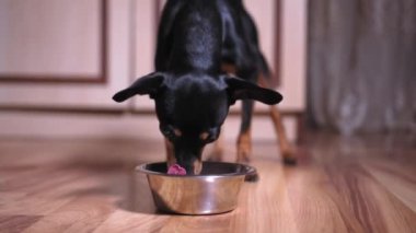 Küçük teriyer köpek odada ya da dairede demir ya da metal kaseden kuru yiyecekler yer. Küçük ırk köpekleri, evcil hayvanlar ve çocuklardan uzaklaşıyorlar..