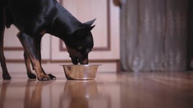 Odada ya da evdeki dairede metal bir kase taze çıtır yemekten yiyen çok tatlı, melez bir teriyer köpeğinin yakın çekimi. Kadın elleri kase ve yem koyar. Hayvansal beslenme kavramı