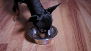 Evdeki ya da odadaki taze çıtır yiyeceklerle metal kaseden yemek yiyen çok tatlı melez bir teriyer köpeğinin yakın çekimi. Hayvansal beslenme kavramı