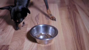 Çok tatlı, melez, teriyer köpeklerin evdeki ya da odadaki metal kaseden taze çıtır çıtır yiyecekler yediği yakın plan. Kadının eli yemek dolduruyor. Hayvansal beslenme kavramı