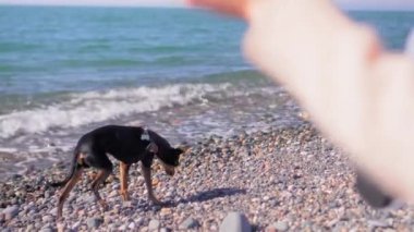 Küçük oyuncak teriyer köpeği, deniz manzarasına karşı dizginlenmiş, kot pantolonlu bir kadının yanında. Yürümenin ve kumsalın kokusunun, ılık güneşin ve hafif deniz esintisinin keyfi. Deniz kenarında iyi yürüyüşler..