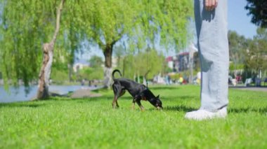 Şehir parkında, küçük teriyer köpek tasmayla mutlu bir şekilde yürüyor, çimenli alanları keşfediyor ve açık havada eğlenmeyi seviyor. Parlak yeşilliklerle çevrili çevreyi kokluyor..