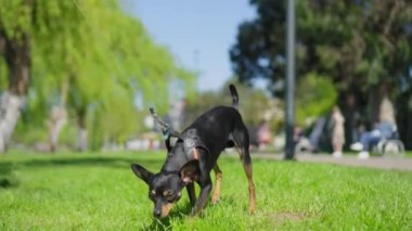 Küçük oyuncak teriyer köpeği güneşli bir günde parkta çimenlerde ya da tasmalı çimlerde yürür. Ev sahibesinin yanındaki kadın. Köpek çocuğun yerine geçer.