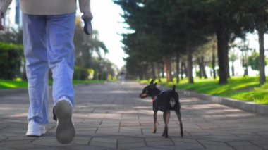 Kot pantolonlu genç bir kadının şehir parkında sevimli köpeğini gezdirişinin yavaş çekim görüntüleri. Yolu, yeşil çimenleri, ağaçları, kotu ve ayakkabıları görebilirsiniz. arka plan.