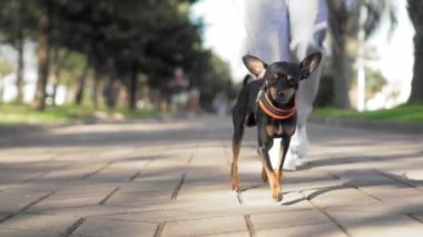 Dibe yakın çekim. Kadın, güneşli bir günde küçük köpeği Toy Terrier ile şehir parkında yürür. Köpek ve insan arasındaki aşk kavramı ve çocuklardan uzak özgürlük..