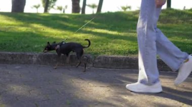 Oyuncak Terrier cinsinin küçük köpeği şehir parkında tasmalı bir şekilde kaldırımda koşuyor. Zehir kot pantolon ve spor ayakkabı giyen bayan hostese gider. Çocuk yerine evcil hayvanla yürümek. yavaş çekim