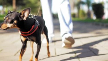Kot pantolonlu genç bir kadının şehir parkında sevimli köpeğini gezdirişinin yavaş çekim görüntüleri. Yolu, yeşil çimenleri, ağaçları, kotu ve ayakkabıları görebilirsin..