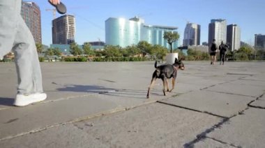 Kot pantolonlu genç bir kadının şehir parkında sevimli köpeğini gezdirişinin yavaş çekim görüntüleri. Yolu, yeşil çimenleri, ağaçları, kotu ve ayakkabıları görebilirsiniz. arka plan.