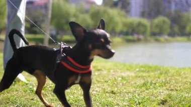 Şehir parkında, küçük teriyer köpek tasmayla mutlu bir şekilde yürüyor, çimenli alanları keşfediyor ve açık havada eğlenmeyi seviyor. Parlak yeşilliklerle çevrili çevreyi kokluyor..