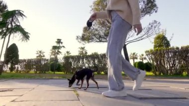 Dibe yakın çekim. Kadın, güneşli bir günde küçük köpeği Toy Terrier ile şehir parkında yürür. Köpek ve insan arasındaki aşk kavramı ve çocuklardan uzak özgürlük..